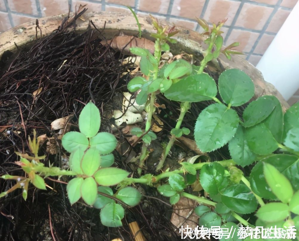 花苞|想让盆栽月季快速爆盆？趁着刚长芽，小苗只需做好3步就可以