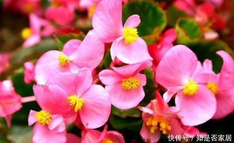 4种花现在养刚刚好,好养易活开花漂亮,招财又纳福