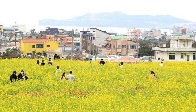 韩国济州岛油菜花盛开 春色秀美如画