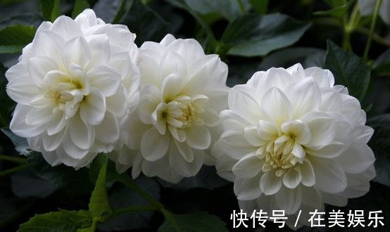 养花就养“绝美”的,花卉品种繁多,花朵硕大花色浓艳,美翻了