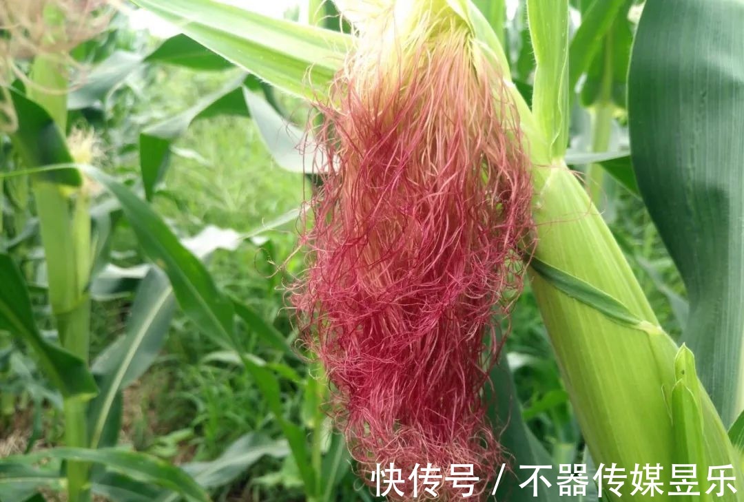 丝瓜花|随笔:人间草木