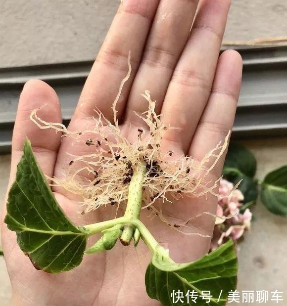 一毛钱的小东西,碾碎了浇花长势壮,扦插生根快,开花一倍