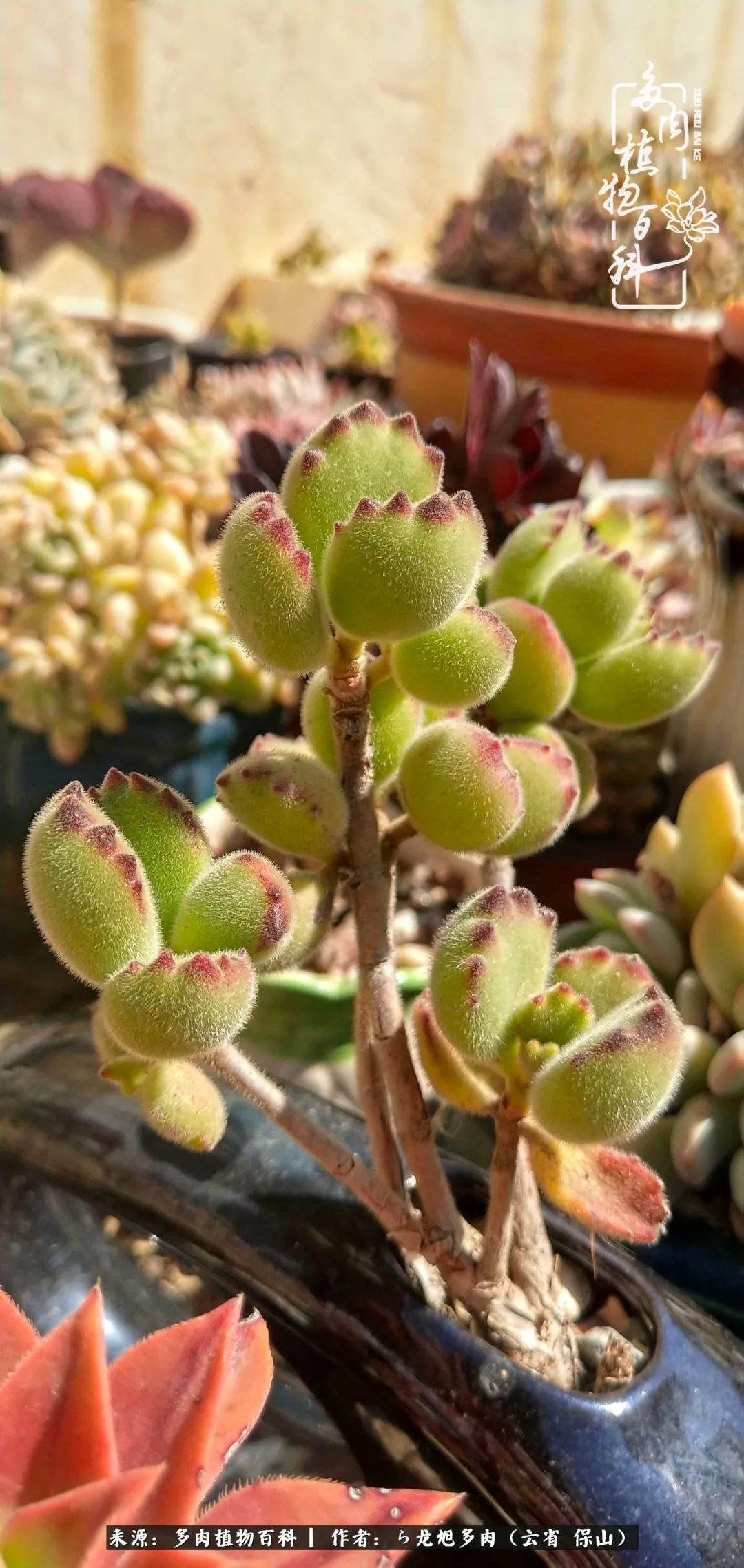 叶片|美了，美了！当秋天的风吹向你我的多肉！