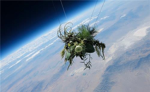 太空 美国将2487只水母送入太空,繁殖到6万只后,科学家发现不太对劲