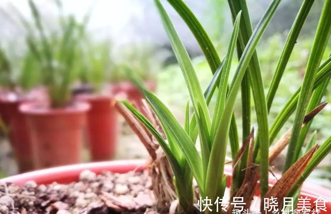 兰花小芽,如何快速养壮呢?兰友:明白了,怪不得养一年也长不大