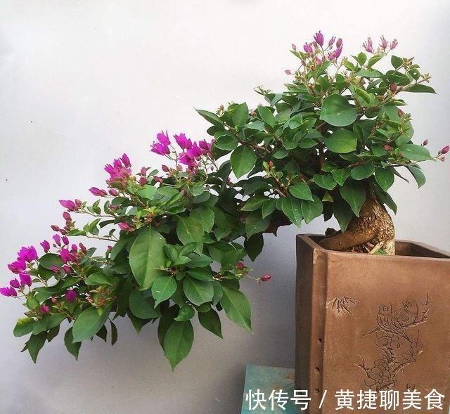 这两种花开过了，抓紧时间剪一剪，再等两个月又能开花