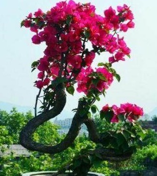 冬季三角梅、蟹爪兰这么养,只要做好几点,叶绿花艳年年爆盆!