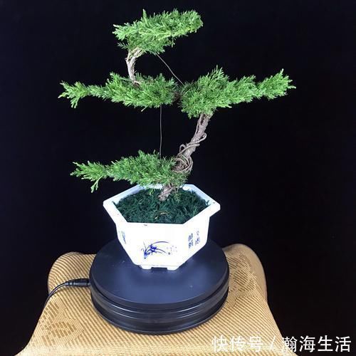 檀香紫檀|老祖宗传下的手艺，用树桩做盆景，极其珍贵，还不来一盆