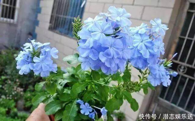 功效|怪不得老花农养花都喜欢用米醋,看了5大神奇功效,彻底被折服了