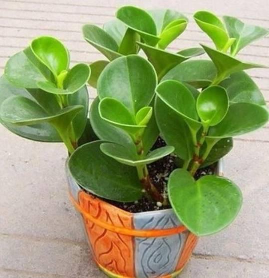 邻居家掐点枝就能活的6种花卉盆栽，不用管自己就能爆盆！