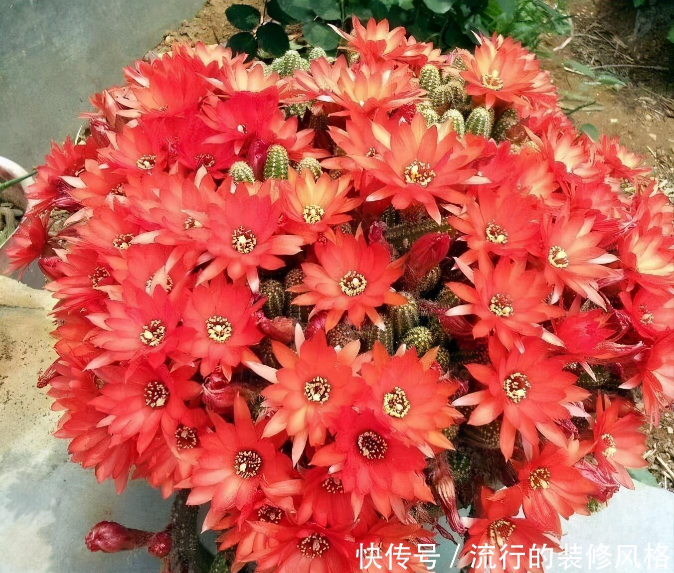 仙人掌科|仙人掌“大毛虫”,冬天冻通红,春天“精致”满头,开眼了