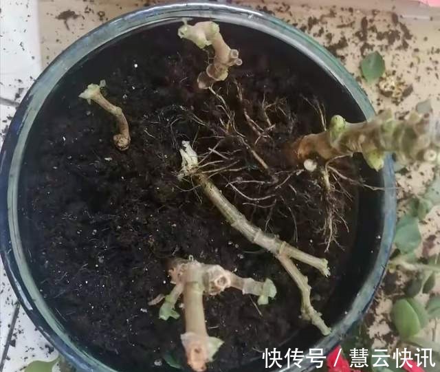 长寿花什么时候修剪三种情况赶紧剪,越剪越旺盛,开成大花球