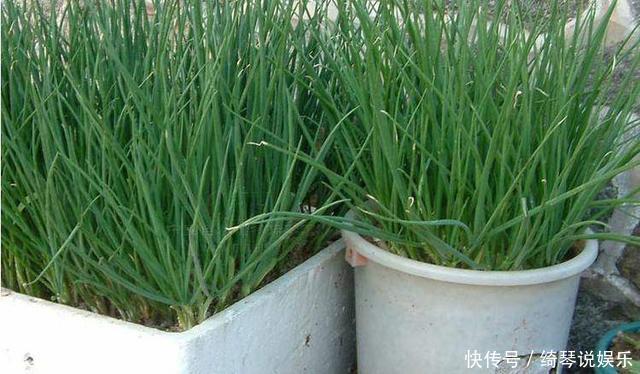 4步教你盆栽小葱,又粗又“肥硕”,不用再去菜市场买啦