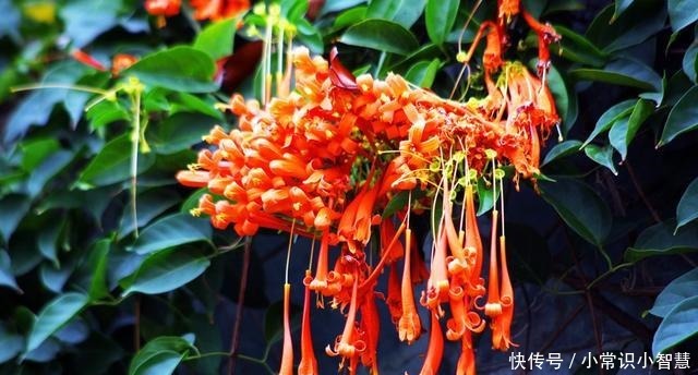 这三植物“少浇水”易泛滥成灾,越热生根越快,40℃也生机勃勃!
