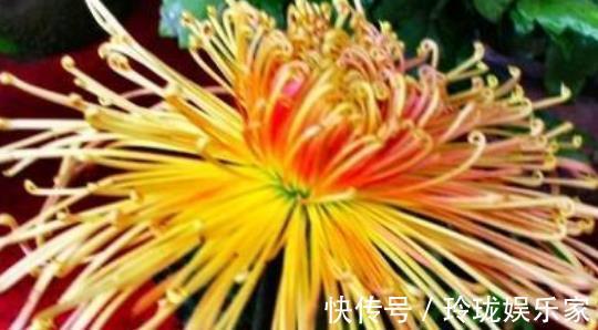 喜欢菊花,不如养盆“名品菊花”秋水红霞,高贵冷艳,芳香四溢!
