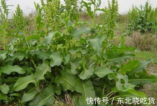微波状|野草人称“牛舌头”,以前农民拿来当饲料,如今却要20元一斤