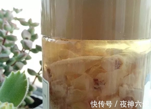 合适的时机,正确的施肥,助力多肉美翻天