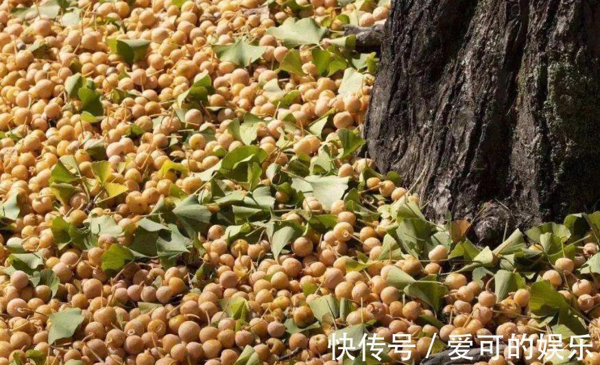 郊游看到3种种子,带回家种在花盆里,养成漂亮小盆景,美哉