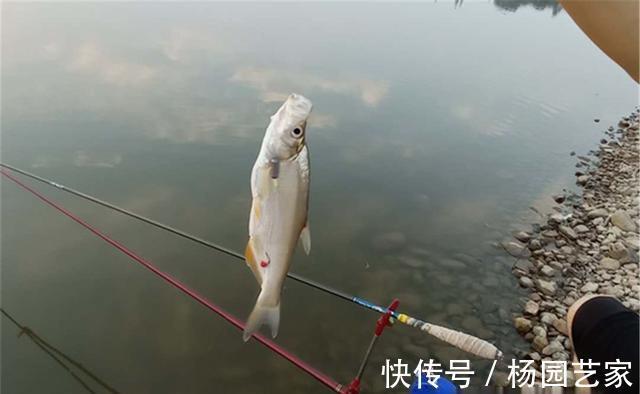 钓底|钓接口,有钓半水和钓离底之分,介绍下调漂方法和经典漂相