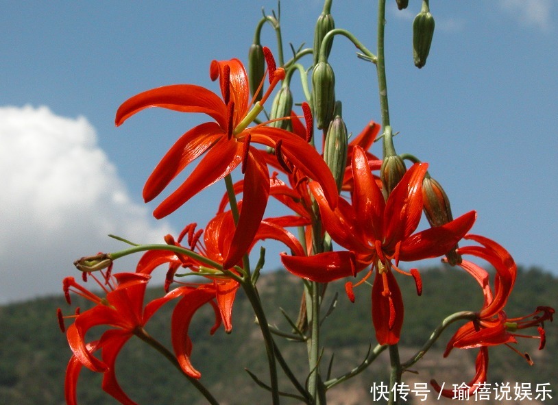 跌打损伤|农村的这种花,长得十分漂亮迷人,竟是治疗跌打损伤的良药!