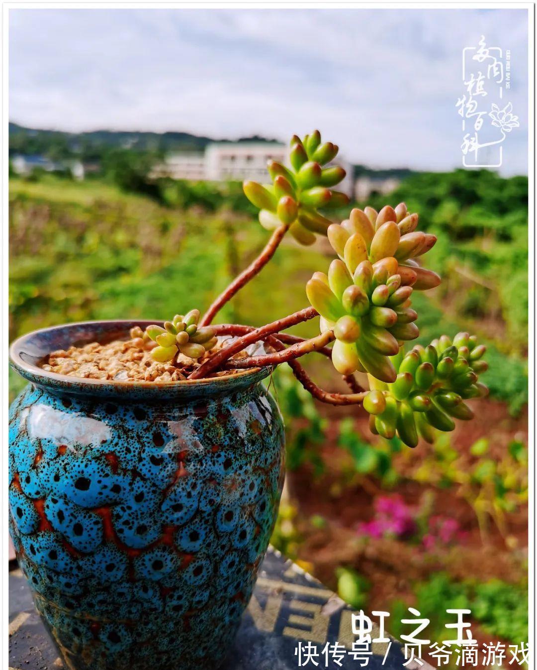 养多肉是喜欢,顺其自然是心境!