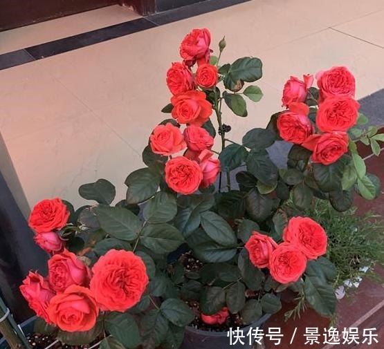 花朵|喜欢养花就盆栽月季,此款花期长、易爆盆,一株苗开出多色花