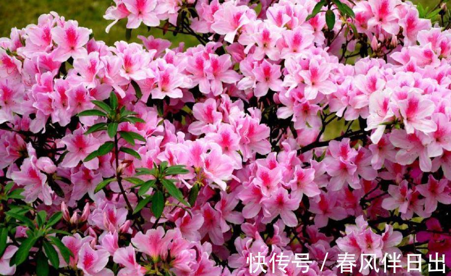 花友|公认难养的3种花，老花匠都不敢轻易入手，新手花友要慎养