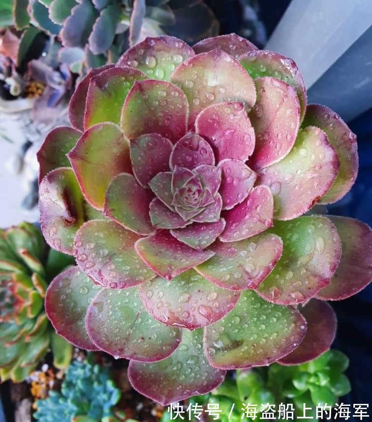 3个养花坏习惯,要赶紧改掉,不然花养得再多也养不好