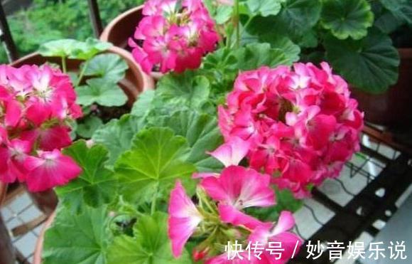 养花不用买肥料,4种''生活垃圾''一处理,盆栽开花又大又漂亮