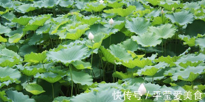 莲心茶|全身是宝,果实清甜,叶子可做茶叶,根很多人爱吃,梗也是美