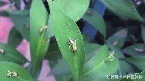 老茎生花,花儿竟不开在枝条上,此乃热带雨林特有的植物现象!