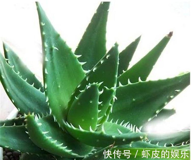 秋冬季节，这几盆对身体有益的花，又香又美，多养几盆也不嫌多