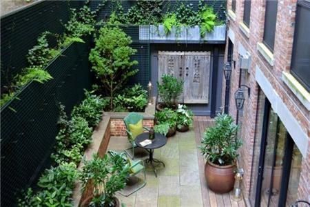 槐树|庭院十大吉祥之树是什么种对了一直富贵