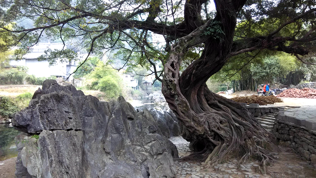 农村一种植物,人称“树王”,好种容易活,做盆栽盆景漂亮