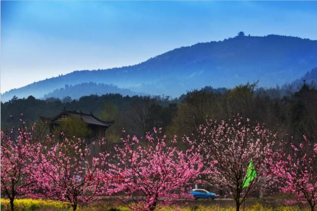 农业|“种”出好风景 卖出好“钱景” —安陆农旅融合催生“美丽经济”