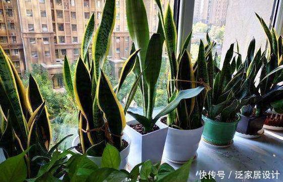 壮叶|用啤酒养花，按照4步操作，盆栽根壮叶绿长势旺，植物花多色艳