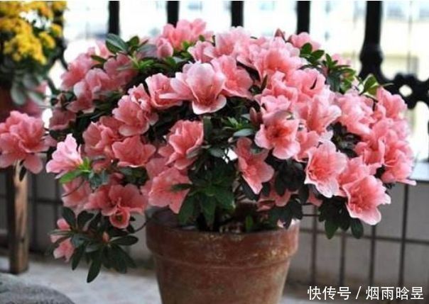 阳台上|几种花开花漂亮又好养，耐寒易打理，花美色艳，香气浓郁