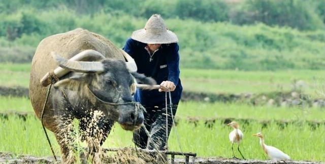 莼菜|在腾冲，观生物多样，享生活美好！