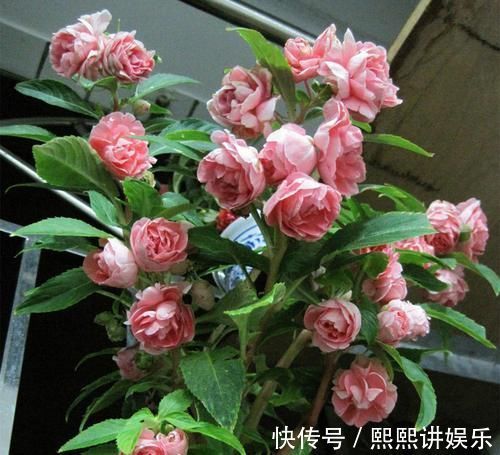 此花，比茉莉好看，比月季开花多，层层叠叠似牡丹，能开300天