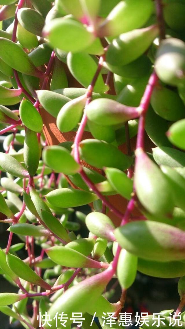 胧月|多肉萌新养这几种,不用打理就能活,省心省事颜值不低