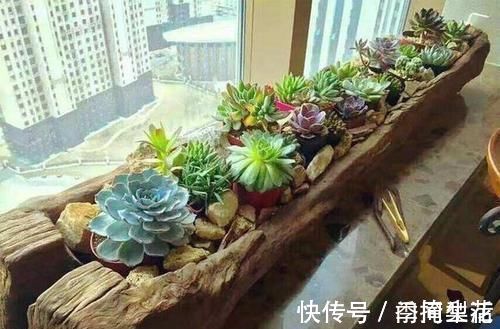 花盆|除了花盆之外,这些东西也是绝佳的养花神器,你用过吗?