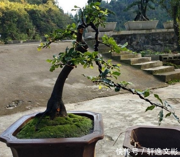 装饰|农村遍地都是的植物，用来装饰盆景美翻了，网上卖200块一斤