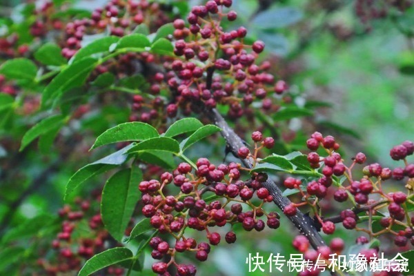 惊喜|花椒对你来说只能吃？学会用花椒做3件事，以下惊喜让你乐开怀！