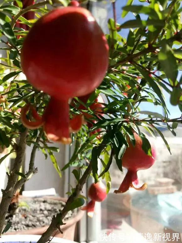 阳台种水果，行家都选4种，简单好养活，爱长果子，边摘边吃！