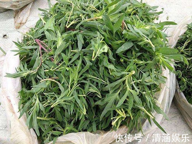 蛋饼丝|此野菜是痛风的“死对头”,越吃眼睛越明亮,老少皆宜,营养美味