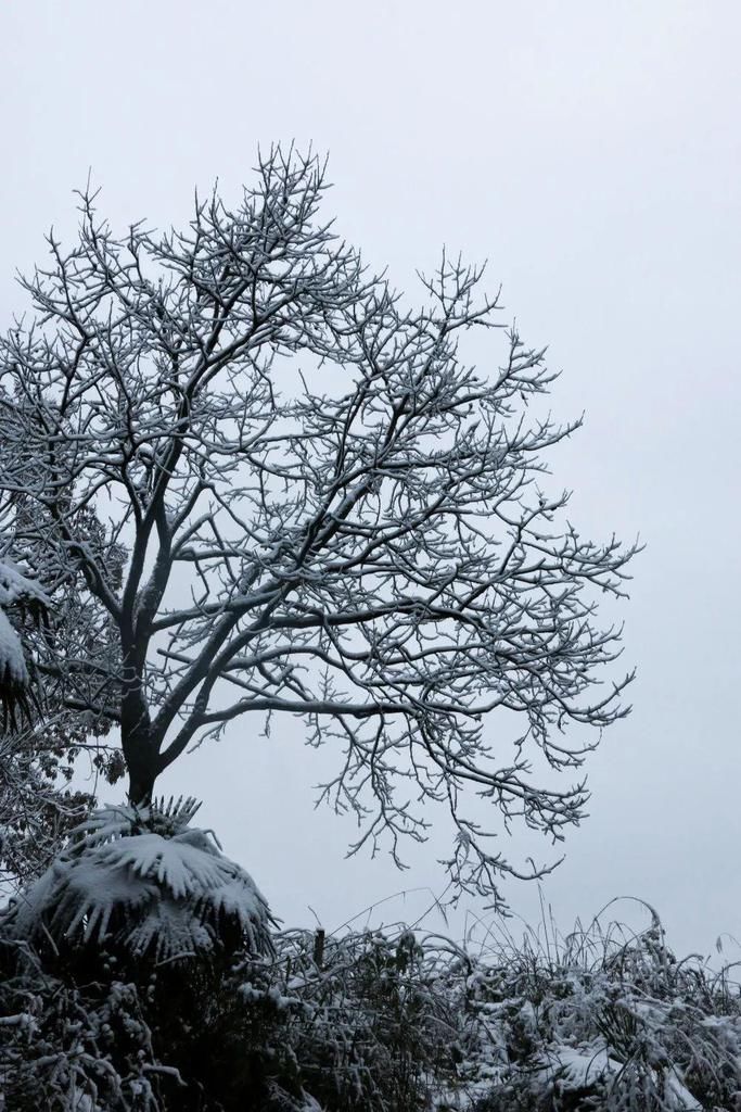 秘密|这个秘密只告诉你，刷爆朋友圈的广元雪景，都在这里了！