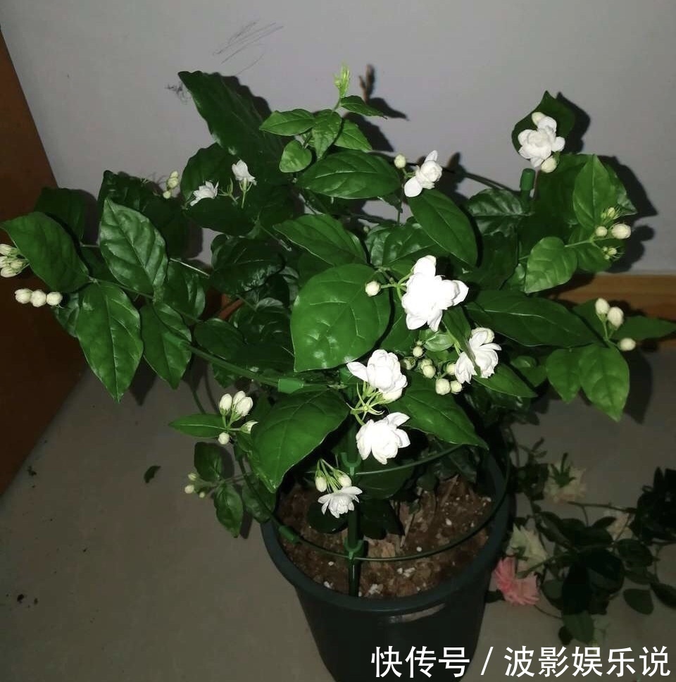 基部|扦插“4种花”趁现在,错过又是大半年,剪根枝条,15天就生根