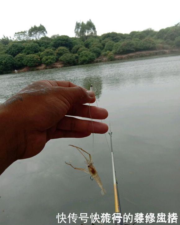 饵料|漂相很稳就是打不中鱼?解决起来挺简单,但要排除一个问题