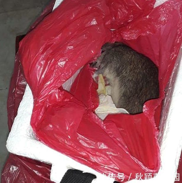 遗体|夫妻痛失女儿,去医院处理遗体,打开盒子里面竟是死老鼠