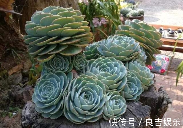 熊童子|6种多肉,夏天“娇滴滴”,浇水抖抖手,空盆一大半